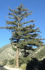 Pseudotsuga macrocarpa