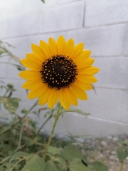 Helianthus
