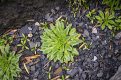 Plantago triantha