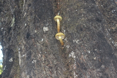 Pholiota glutinosa