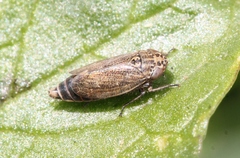 Euscelis incisus
