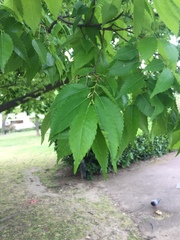 Zelkova