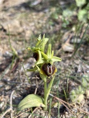 Ophrys sphegodes aesculapii