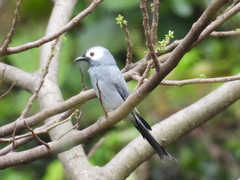 Dicrurus leucophaeus leucogenis