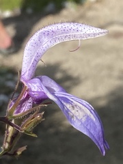 Brillantaisia owariensis