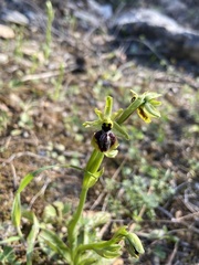 Ophrys sphegodes aesculapii