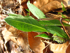 Saussurea maximowiczii