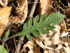 Saussurea maximowiczii