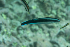 Aspidontus taeniatus