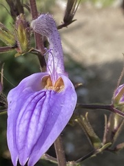 Brillantaisia owariensis