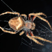 Knobbled Orbweaver - Photo (c) Jerry Cooper, some rights reserved (CC BY), uploaded by Jerry Cooper
