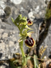 Ophrys sphegodes aesculapii