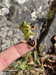 Ophrys sphegodes aesculapii