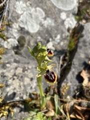 Ophrys sphegodes aesculapii