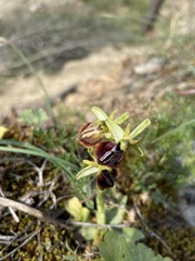 Ophrys sphegodes aesculapii