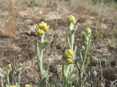 Helichrysum arenarium