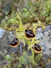 Ophrys sphegodes aesculapii