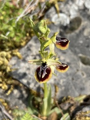Ophrys sphegodes aesculapii
