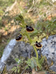 Ophrys sphegodes aesculapii
