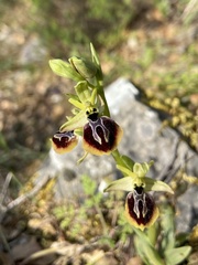 Ophrys sphegodes aesculapii