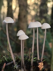 Mycena clavicularis
