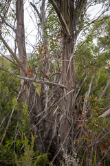 Eucalyptus nitida
