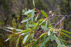 Eucalyptus nitida