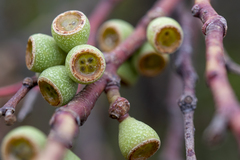 Eucalyptus nitida