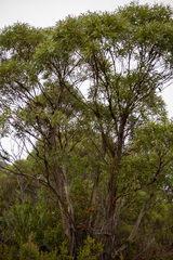 Eucalyptus nitida