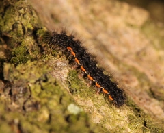 Eilema lurideola