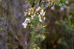 Epacris lanuginosa