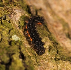Eilema lurideola