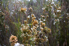 Epacris lanuginosa