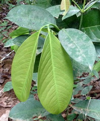 Garcinia smeathmanii