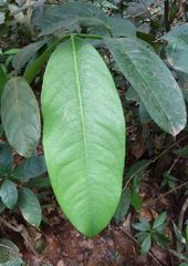 Garcinia smeathmanii
