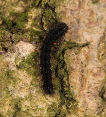 Eilema lurideola