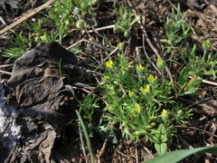 Ceratocephala testiculata