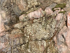 Umbilicaria hirsuta