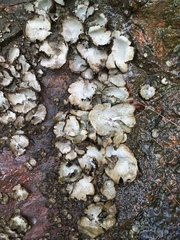 Umbilicaria hirsuta