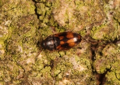 Litargus connexus