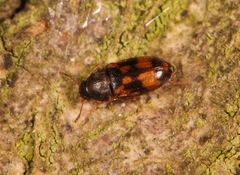 Litargus connexus