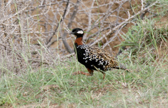 Francolinus francolinus