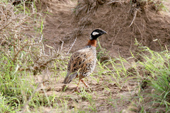 Francolinus francolinus