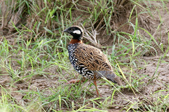 Francolinus francolinus