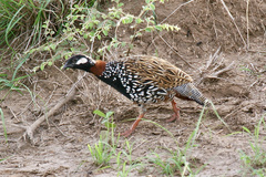 Francolinus francolinus