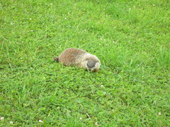Marmota monax