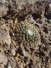 Mammillaria meiacantha