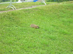 Marmota monax