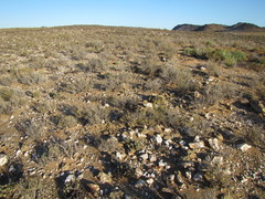 Cylindrophyllum