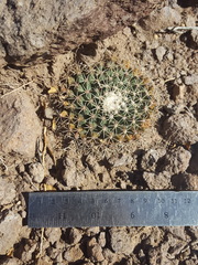 Mammillaria meiacantha